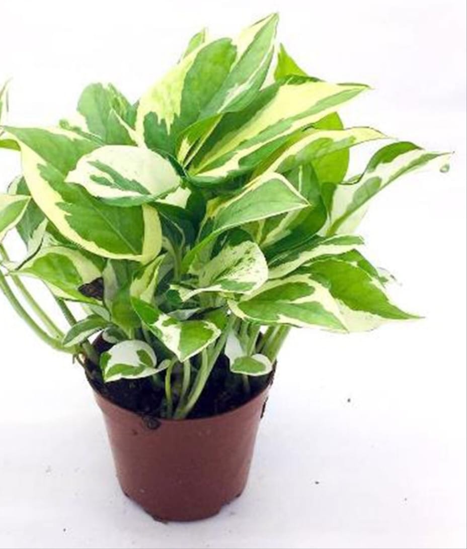 N’Joy Money Plant (Epipremnum aureum ‘N’Joy’)