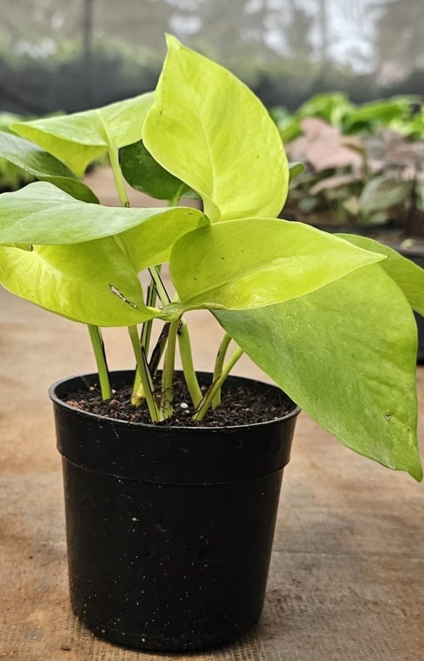 Oxycardium Money Plant (Epipremnum aureum ‘Oxycardium’)