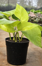 Oxycardium Money Plant (Epipremnum aureum ‘Oxycardium’)