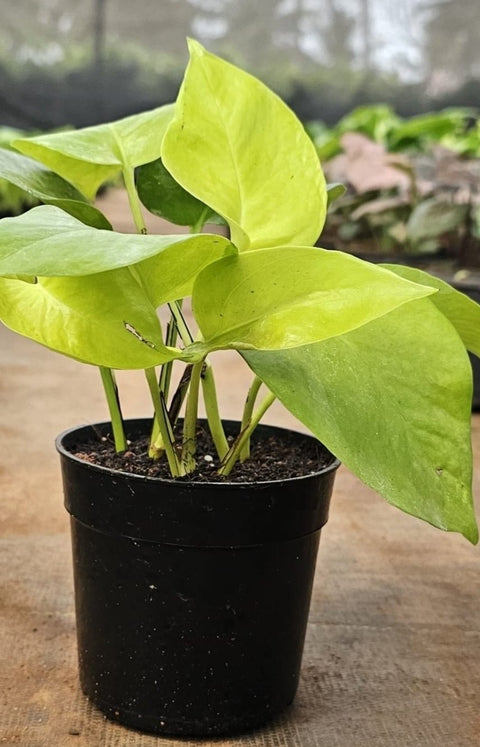 Oxycardium Money Plant (Epipremnum aureum ‘Oxycardium’)