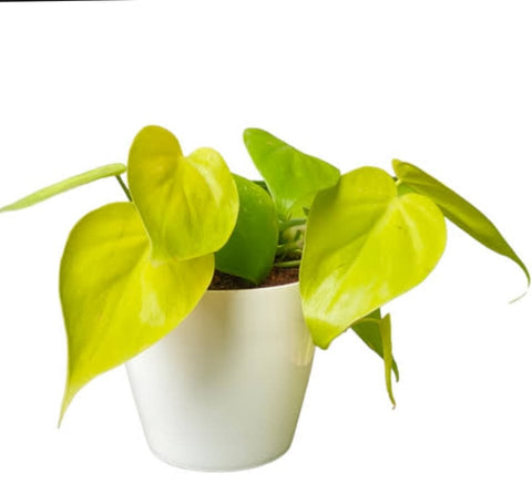 Oxycardium Money Plant (Epipremnum aureum ‘Oxycardium’)