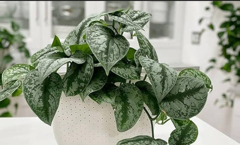 SATIN MONEY PLANT