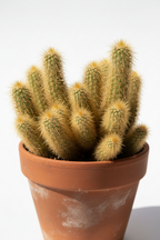 LADY FINGER CACTUS (MAMMILLARIA ELONGATA)