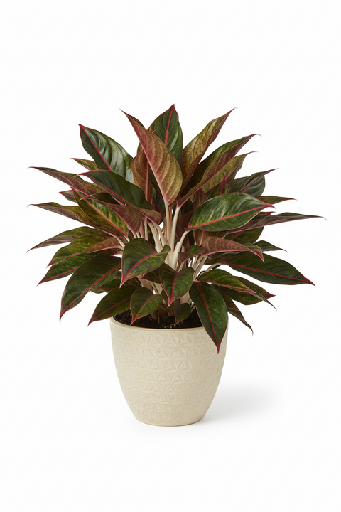 AGLAONEMA PLANT