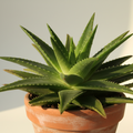 Aloe vera plant