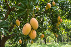 ALPHONSO MANGO (VARICATED)