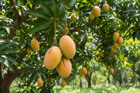 ALPHONSO MANGO (VARICATED)