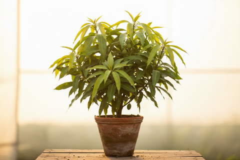 AMRAPALI MANGO