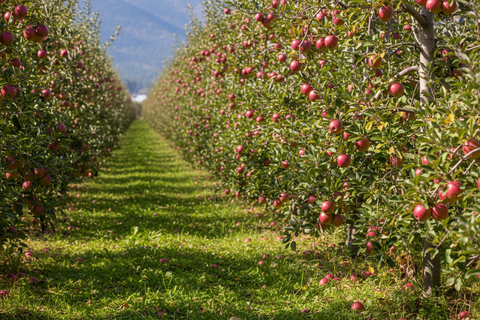 KASHMIRI APPLE