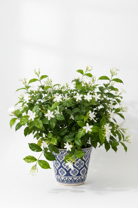 Malli plant