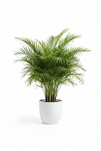 Areca Palm