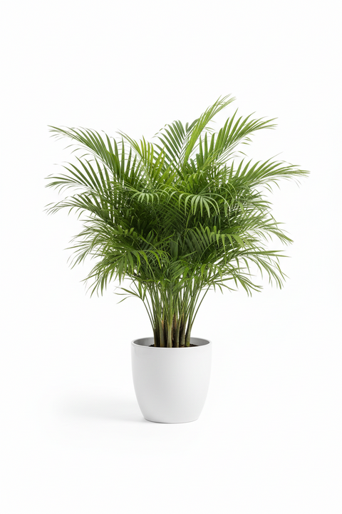 Areca Palm