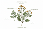 Dayana plant