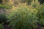 Dayana plant