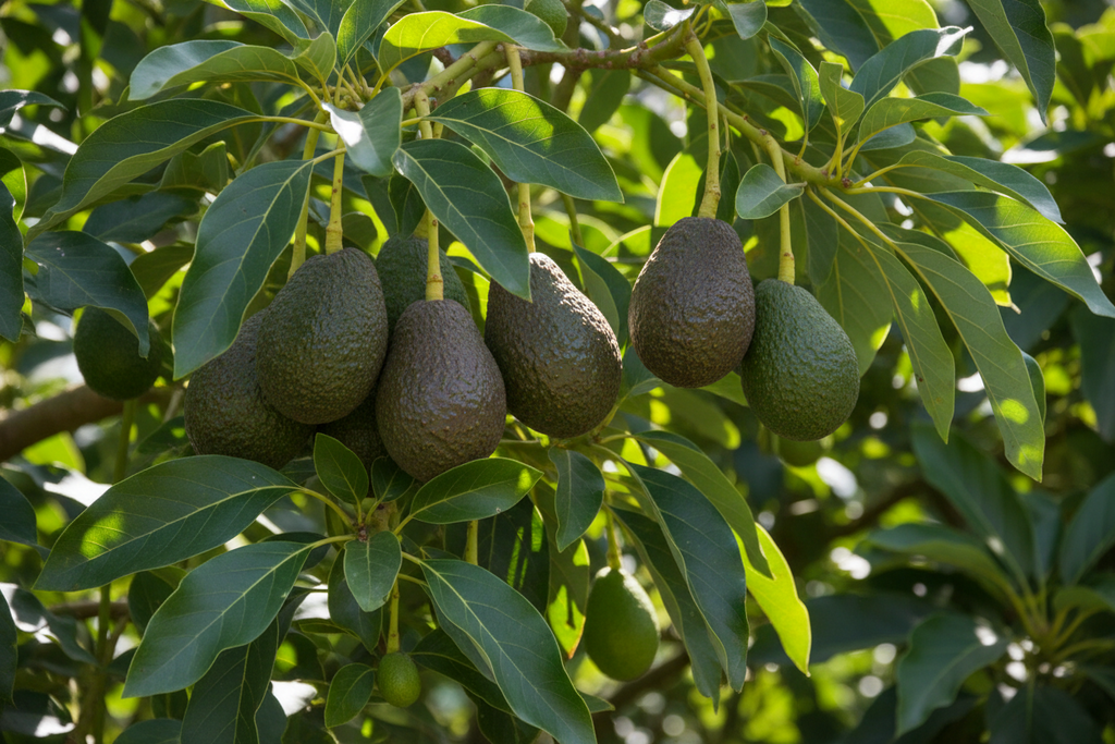 HYBRID AVOCADO