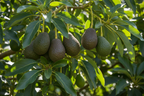HYBRID AVOCADO