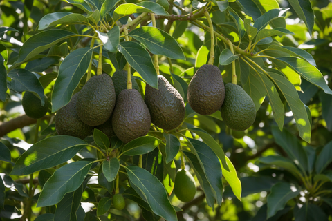 HYBRID AVOCADO