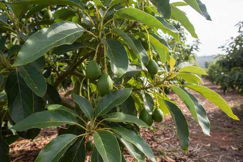 HYBRID AVOCADO