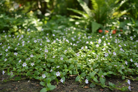 Brahmajashti Plant