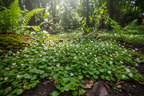 Brahmajashti Plant