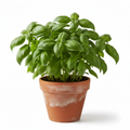 BASIL