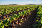 Hybrid Beetroot Seeds