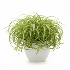 Bichetii Spider Plant