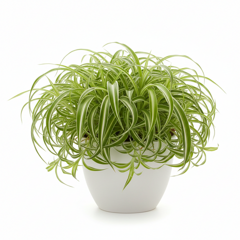 Bichetii Spider Plant