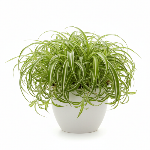 Bichetii Spider Plant