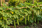 HYBRID BITTER GOURD SEED
