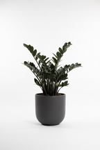 ZZ Black Plant