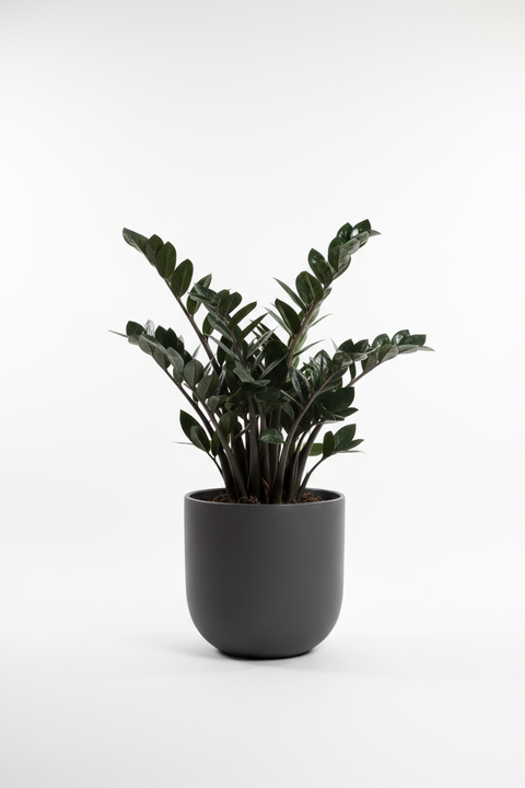 ZZ Black Plant