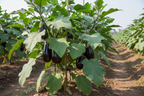 HYBRID BRINJAL SEEDS