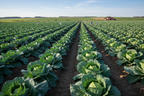 HYBRID CABBAGE SEED
