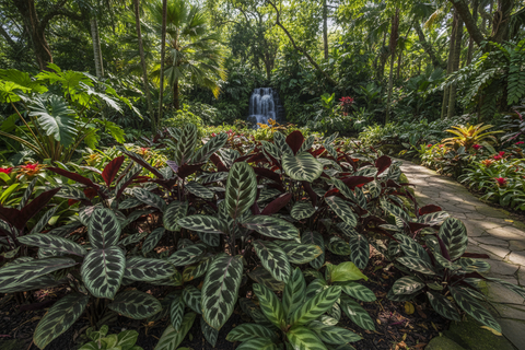 Calatheas