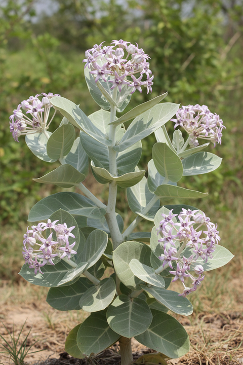 Arakha Plant