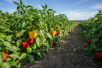 Hybrid Capsicum Seeds