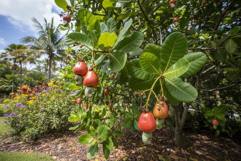 Cashew Nut