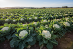 HYBRID CAULIFLOWER SEEDS