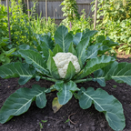 HYBRID CAULIFLOWER SEEDS