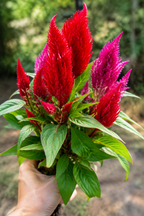CELOSIA PLANT