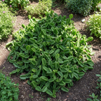 Hada Joda Plant