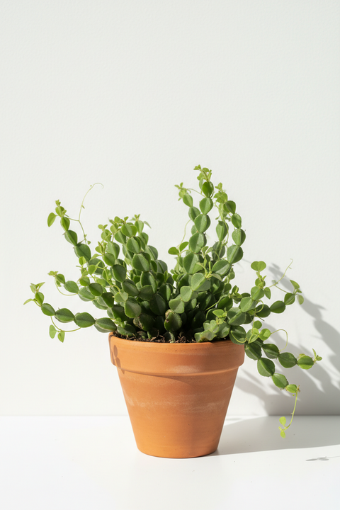 Hada Joda Plant
