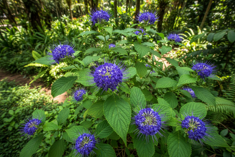 Daskerenda Plant