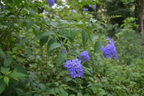 Daskerenda Plant