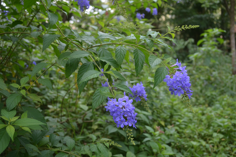 Daskerenda Plant
