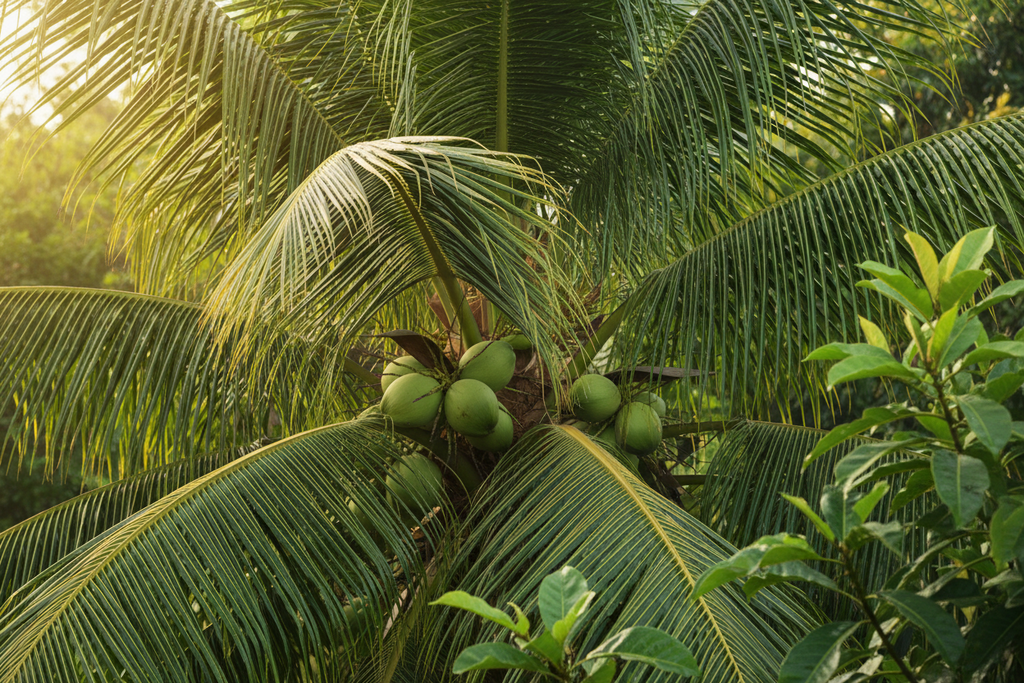 HYBRID COCONUT