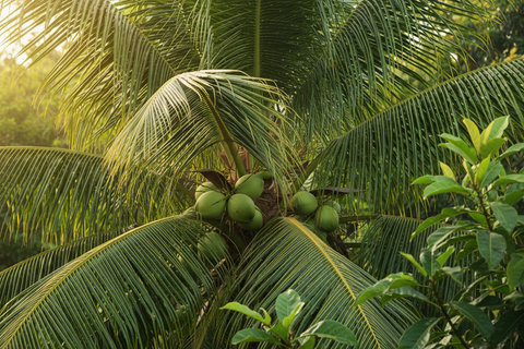 HYBRID COCONUT