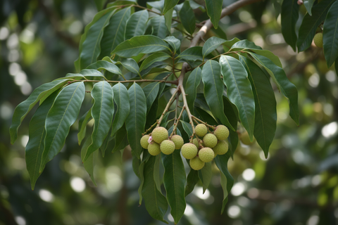 HYBRID LITCHI