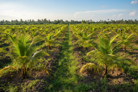 HYBRID COCONUT